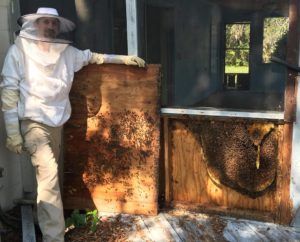 orlando bee removal expert 