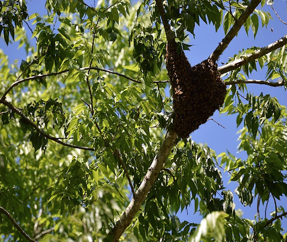 Bee Hive located in Orlando, Fl