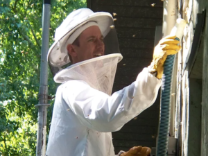 live Bee Removal