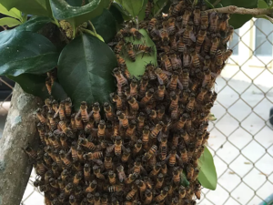 Orlando Bee Swarm Removal
