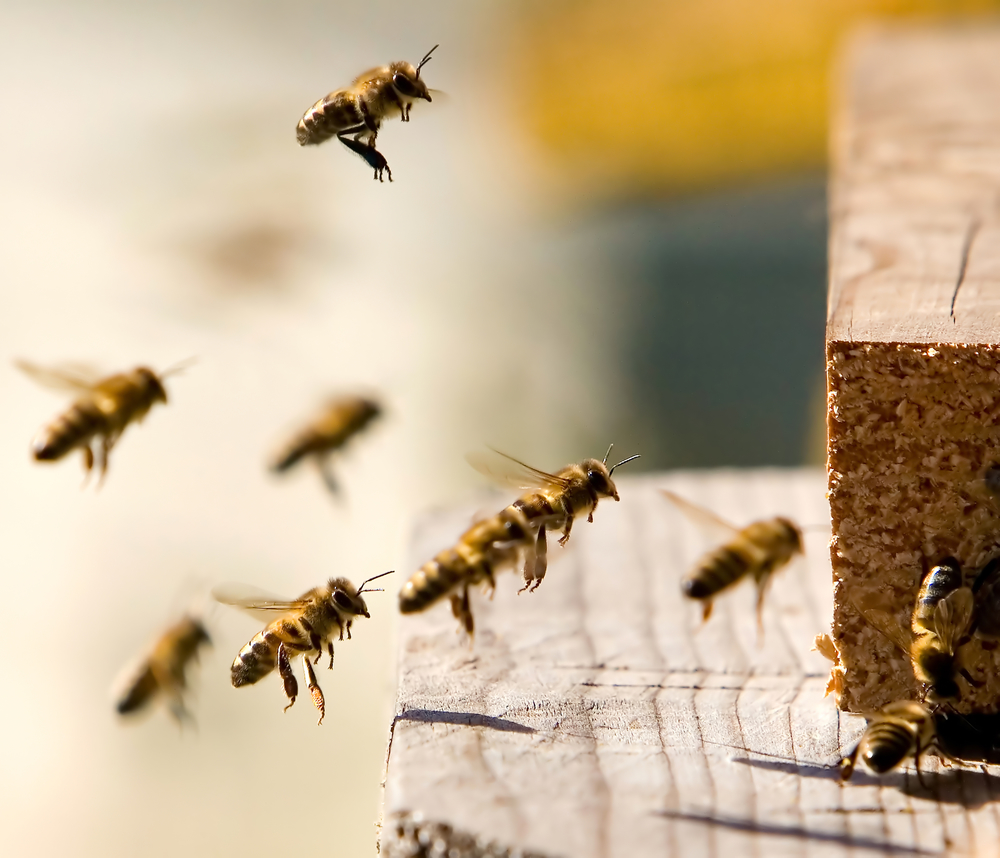 Why You Shouldn't Choose Orlando Pest Control For Your Bee ...