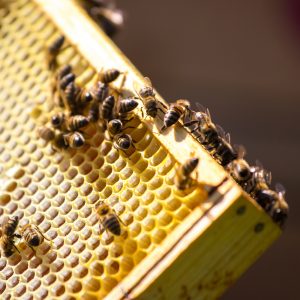 Orlando beekeeping, Beekeeping Orlando